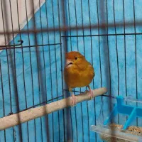 قناری ماده اماده