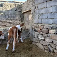 گوساله سیمیتال اصل