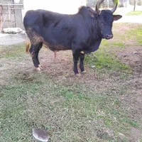 ورزاچالوسی|حیوانات مزرعه|سنگر, |دیوار