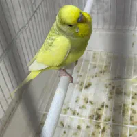 مرغ عشق کلکسیونی خاص