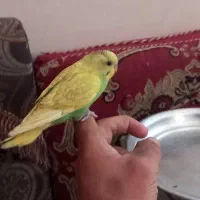 مرغ عشق دستی برازجان  دونه ۱۵۰