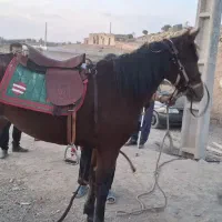 اسب مادیان درشور
