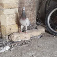 سبز ایرانی