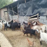 فروش بزه یک سابرین|حیوانات مزرعه|دره شهر, |دیوار