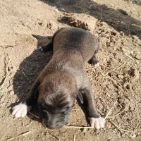 سگ ترکمن|سگ|گنبد کاووس, |دیوار