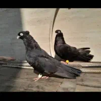 کبوتر ابادانی|پرنده|کرخه, |دیوار