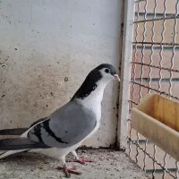 دمگیر بدرنگ خرقه واز