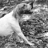 پوینتر انگلیسی دنبلانی|سگ|گلی داغ, |دیوار