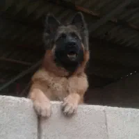 سگ ژرمن شیپرد شولاین