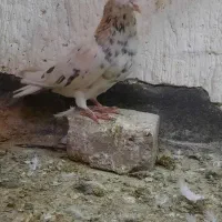 دوتا ماده خوشکل دم سفید ساده دورنگ|پرنده|مشهد, شهید آوینی|دیوار