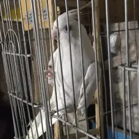 عروس هلندی آلبینو سفید ایزابلا و سفید خال خالی