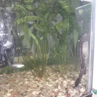 کت فیش و فایتر ماده|ماهی|شاهینشهر, خانه کارگر|دیوار