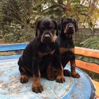 توله دوبرمن اروپایی نر و ماده (فی۱۵م)