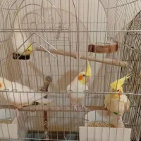 عروس هلندی مولد