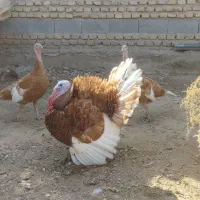 تخم بوقلمون بوربون