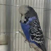 دوعددمرغ عشق انگلیسی نر