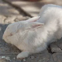 خرگوش بازی گوش