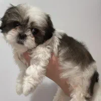 سگ شیتزو فلت نر