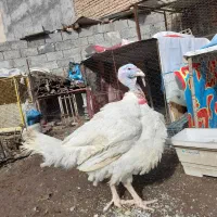 بوقلمون گوشتی بیوتی