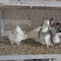 طوقی هفترنگ|پرنده|قائن, |دیوار