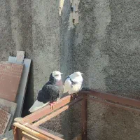 کبوتر جفت دم تخم|پرنده|قرچک, فردیس|دیوار