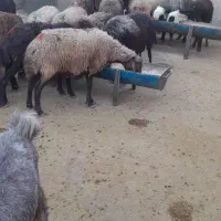 گوسفند میش قوچ بز بره گاو بزغاله|حیوانات مزرعه|خرمآباد, |دیوار