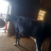 گاو فروشی|حیوانات مزرعه|شیروان (خراسان), |دیوار