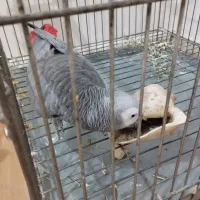 کاسکو دم شرابی سخنگو