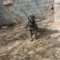 واگذاری سگ نگهبان