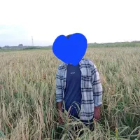 برنج هاشمی تناژ دارم برداشت امسال