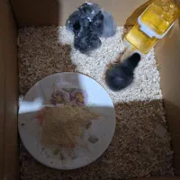 جوجه مرغ گلین چهل تاج