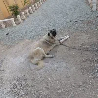 سگ سرابی