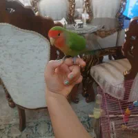 طوطی برزیلی نر.  دو ساله کاملا سالم.