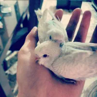 عروس هلندی|پرنده|بومهن, |دیوار