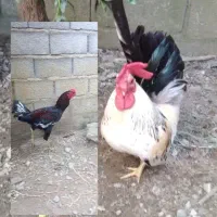 تعدادی مرغ و خروس نژاد دار