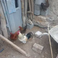 مرغ‌و خروس
