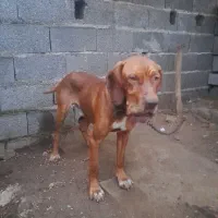 سگشکاریپوینتر۱۵ماههنر|سگ|رودسر, |دیوار