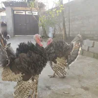 بوقلمون نر|حیوانات مزرعه|سرخرود, |دیوار