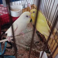 مرغ عشق جفت اصلی چشم شراب