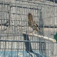 دو تا قناری نر مست خون