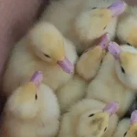 جوجه اردک اسراعلی یا همو مسکویی