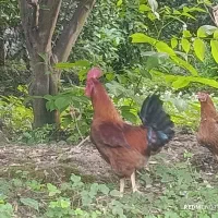 خروس محلی اصل سالم و سرحال