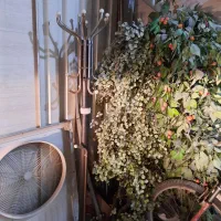 درختچه ۲عدد