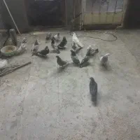 ۱۵تا کبوتر