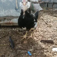 مرغ و خروس|حیوانات مزرعه|شیراز, کوشک میدان|دیوار