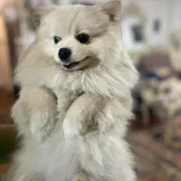 یک عدد سگ نر پامرین|سگ|کرج, عظیمیه|دیوار