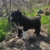 واگذاری قدرجونی