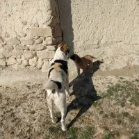 توله‌پژدر‌ماده‌