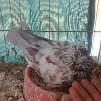 قلمکار سو قدیم و یک عدد سرور|پرنده|بندرعباس, |دیوار