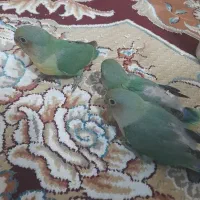 جوجه کوتوله دستی نرمه خور